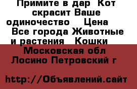 Примите в дар. Кот скрасит Ваше одиночество. › Цена ­ 0 - Все города Животные и растения » Кошки   . Московская обл.,Лосино-Петровский г.